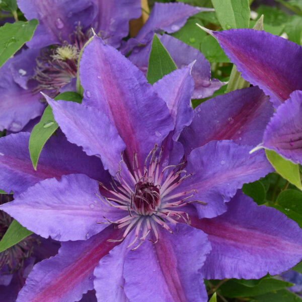 clematis_paulie_clematis_dc_clepl_01-600x600.jpg