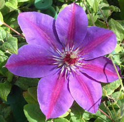 clematis_picardy.png