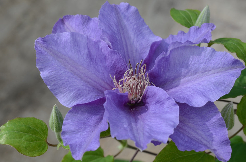 clematis_sacha.jpg