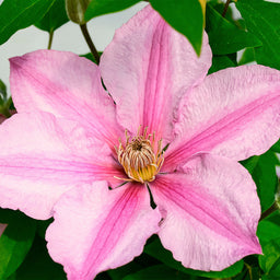clematis_sally_small.jpg