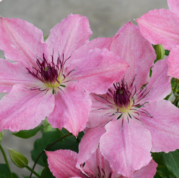 clematis_sarah_elizabeth.png