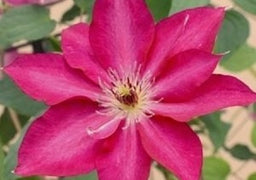clematis_tekla[1].jpg