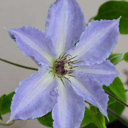 clematis_tranqulite.jpg