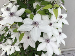 clematis tsukiko.jpg