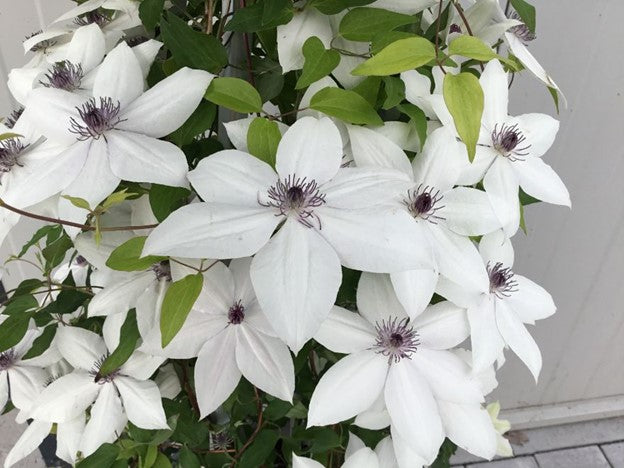 clematis tsukiko.jpg