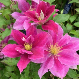 clematis_vicki_.jpg