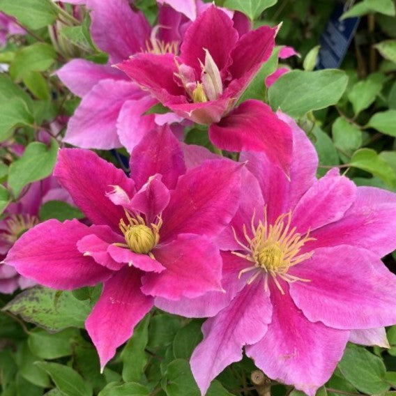 clematis_vicki_.jpg