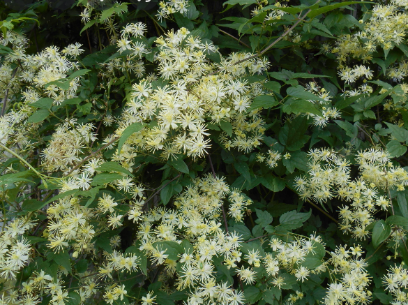 clematis virginiana.png