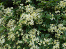 clematis virginiana.png