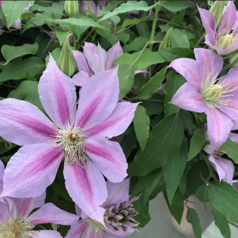 clematis_volunteer.png