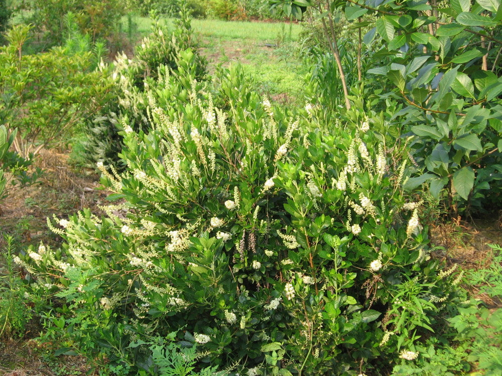 clethra_al_hummingbird.jpg