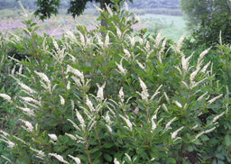 clethra_alnifolia[1].jpg
