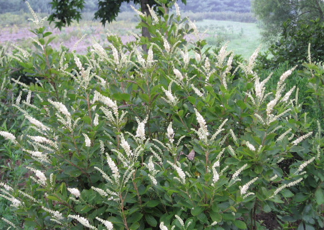 clethra_alnifolia[1].jpg