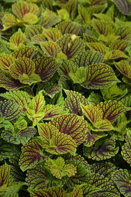 coleus_coleosaurus.jpg