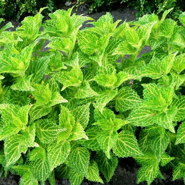 coleus_electric_lime.jpg
