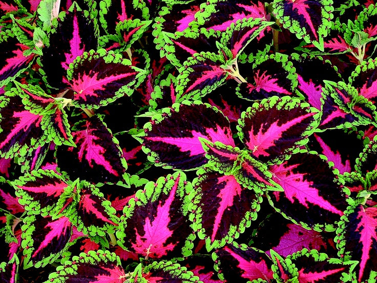coleus_french_quarter.jpg