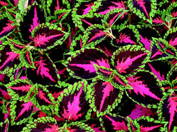 coleus_french_quarter.jpg