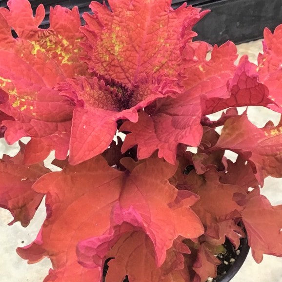 coleus_henna-.jpg