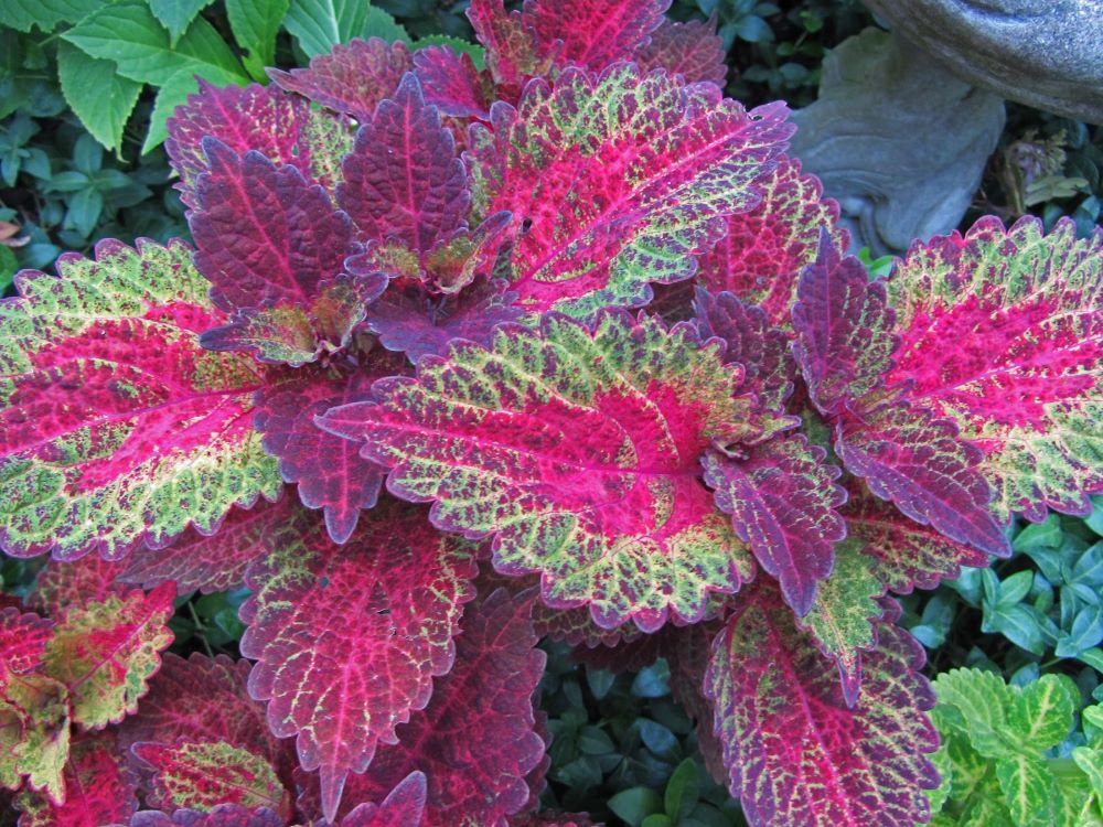 coleus_indian_summer.jpg