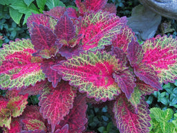 coleus_indian_summer.jpg