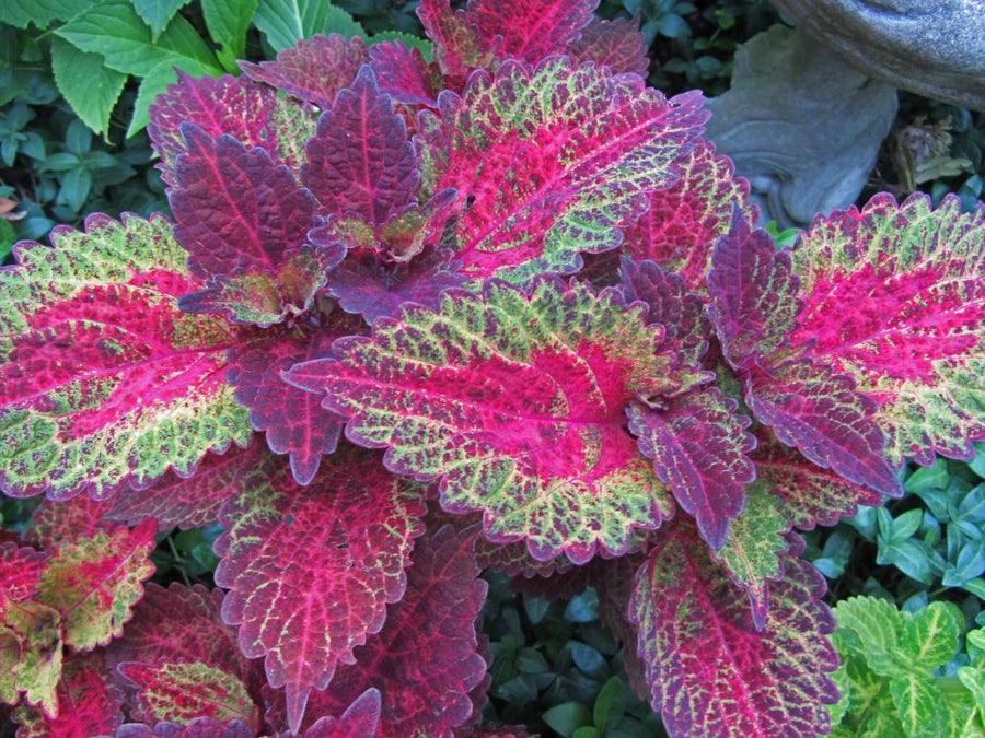 coleus_indian_summer.jpg