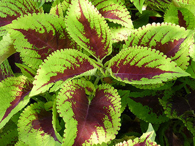 coleus_kong_jr_scarlet[1].jpg