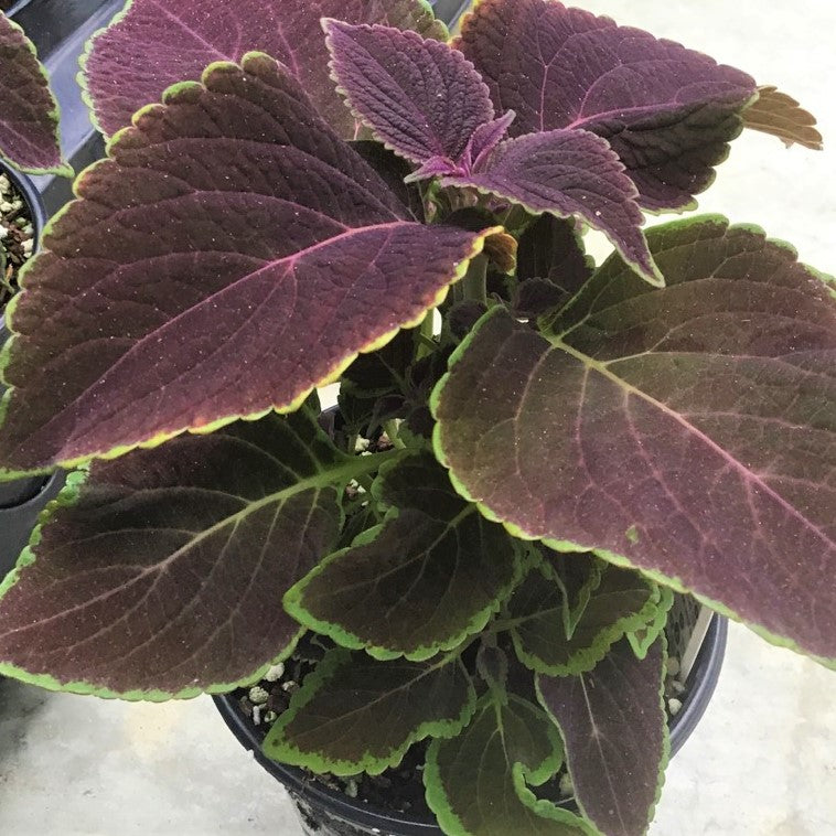 coleus_vino_.jpg