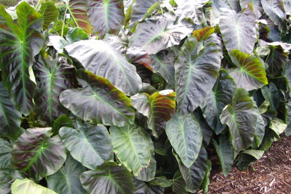 colocasia_aloha[2].jpg