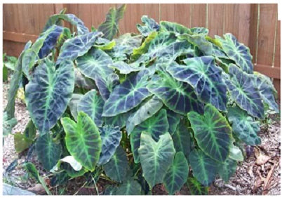 colocasia_black_beauty[1].jpg