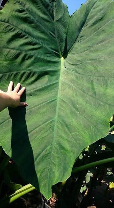 colocasia_jacks_giant[1].jpg