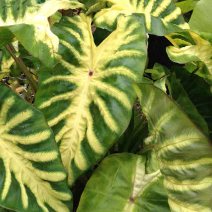 colocasia_maui_sunrise.png