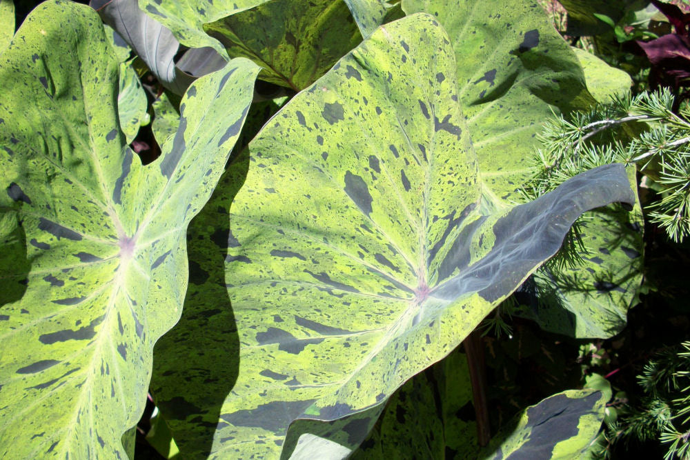 colocasia mojito.jpg