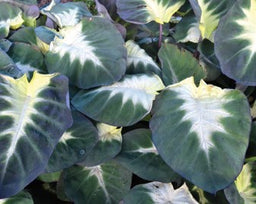colocasia_tropical_storm[1].jpg