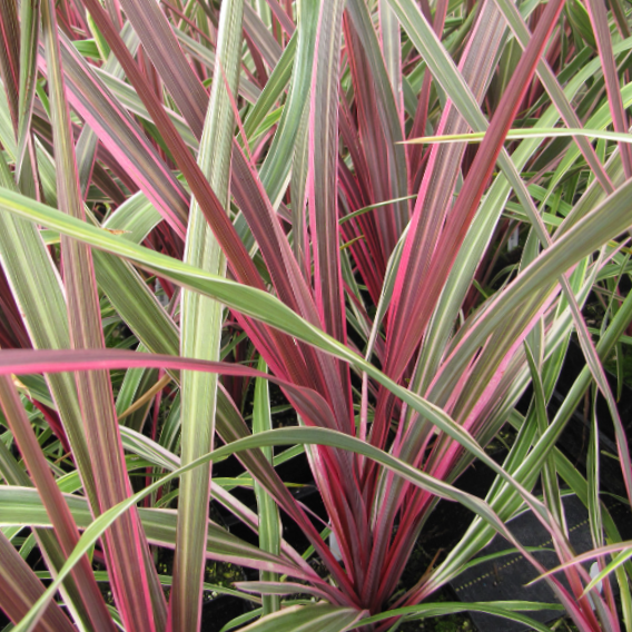 cordyline-can_can.png