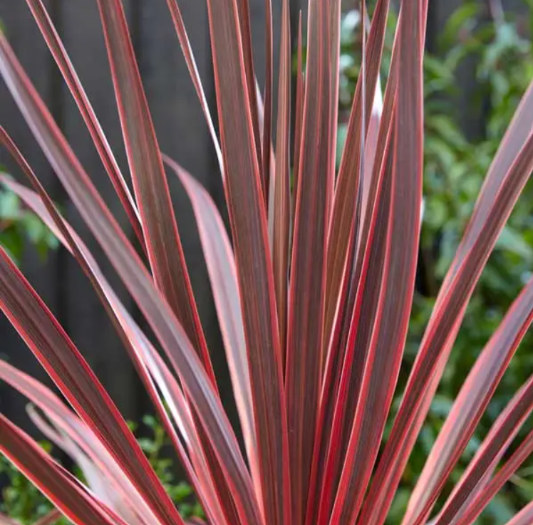 cordyline-charlie_boy.png
