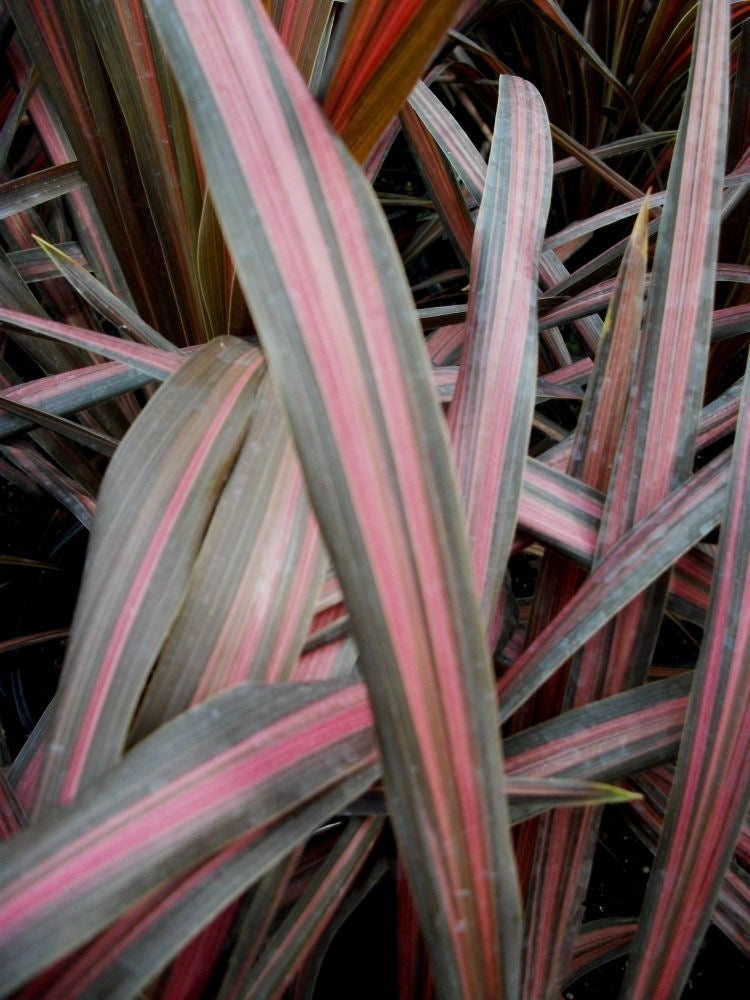 cordyline australis coral.jpg