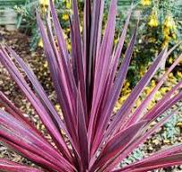 cordyline paso doble.jpg