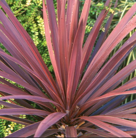 cordyline_red_star.png