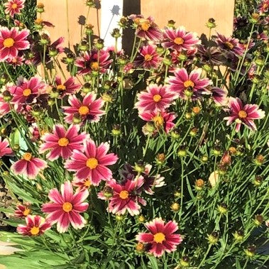 coreopsis-lil_bang_candy_stripes.jpg