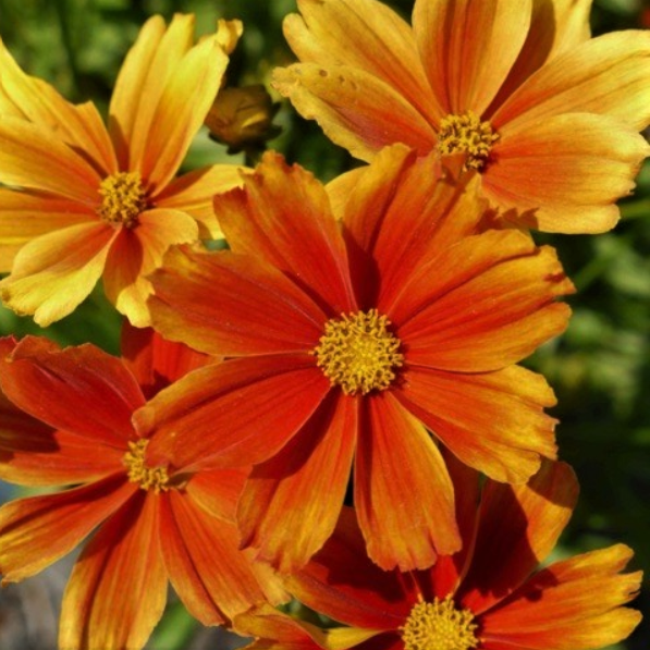 coreopsis-lil_bang_darling_clemantine.png