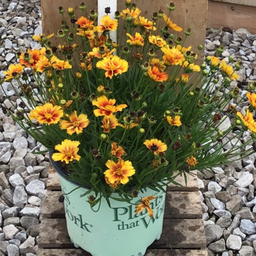 coreopsis-lil_bang_firewheel.png
