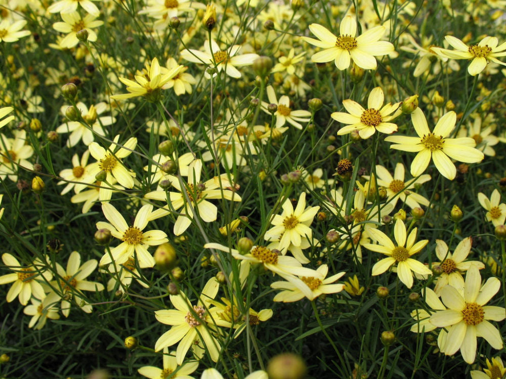 coreopsis-moonbeam.jpg