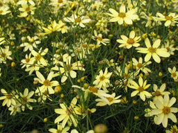 coreopsis-moonbeam.jpg