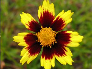coreopsis cosmic eye.jpg