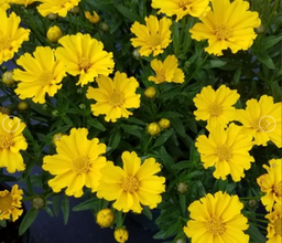 coreopsis goldi locks.png
