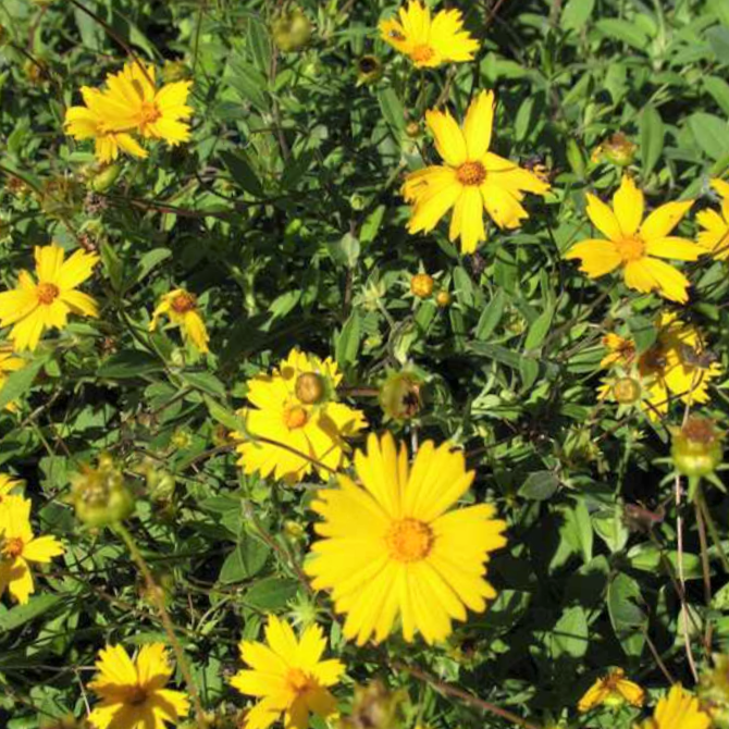 coreopsis sunshine superman.png