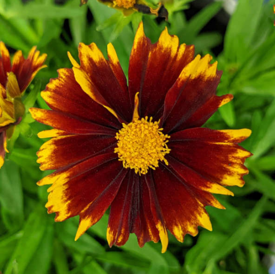 coreopsis uptick red.png