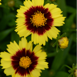 coreopsis_uptick_yellow_and_red.png