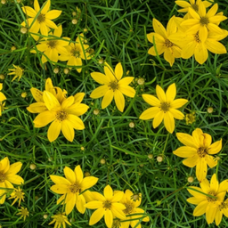 coreopsis verticillata.png
