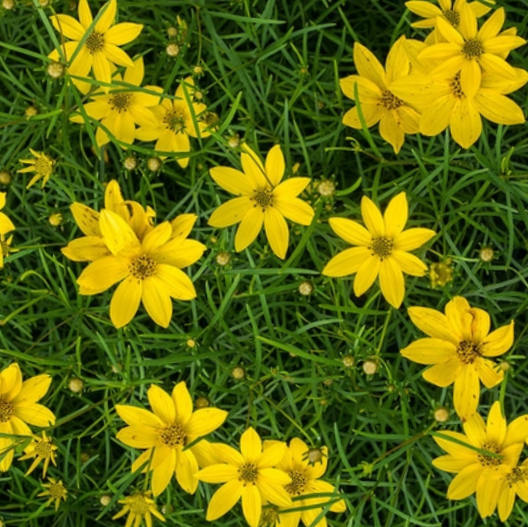 coreopsis verticillata.png